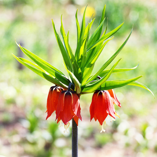 Kaiserkrone rot - Bakker
