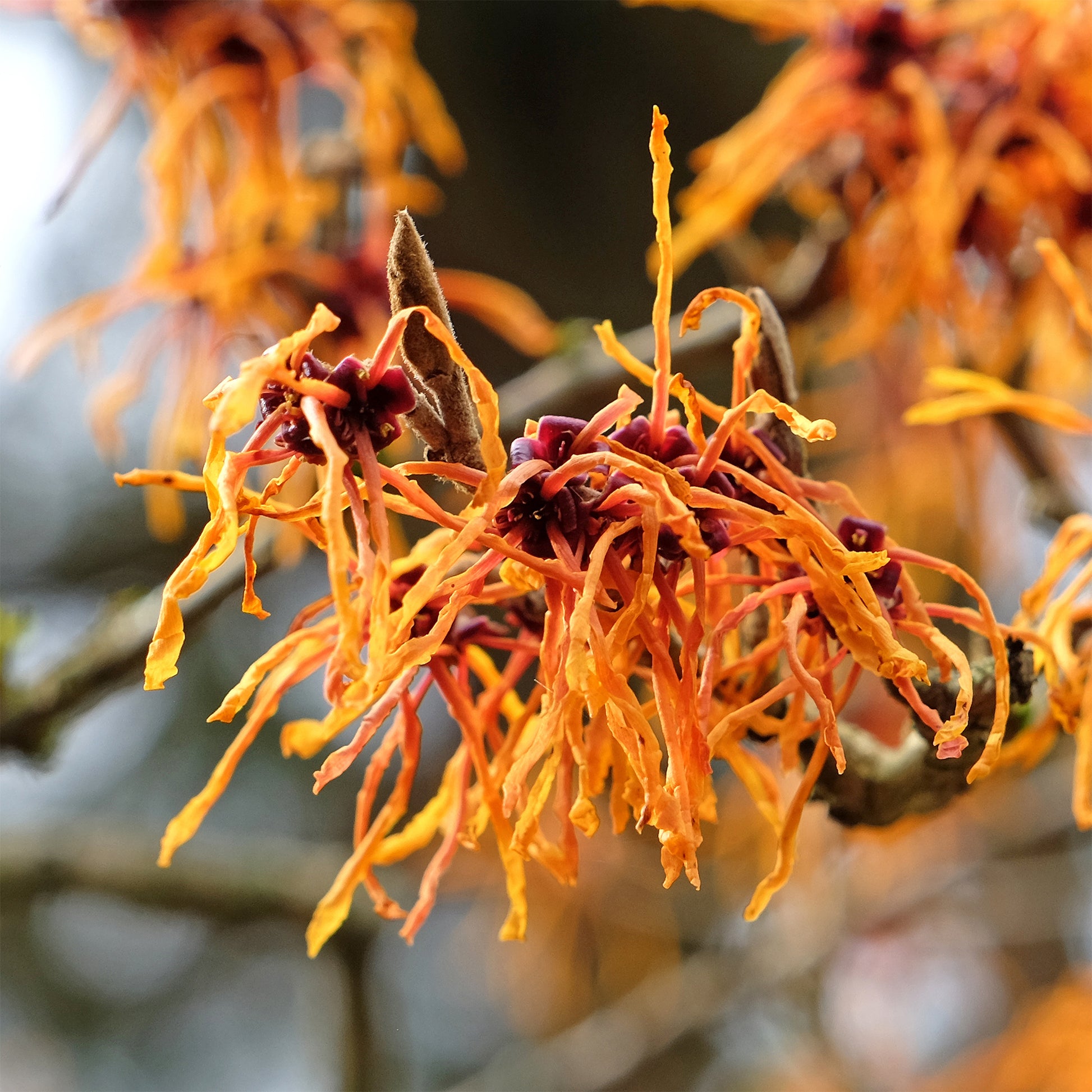 Zaubernuss ‘Aphrodite’ - Hamamelis x intermedia aphrodite - Bakker