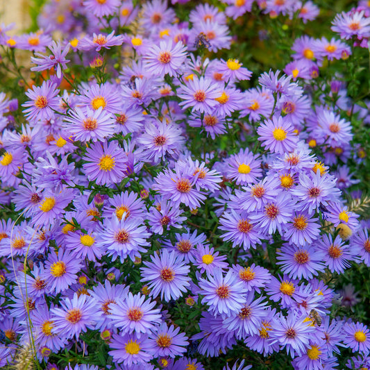 Herbstastern ‘Wood’s Light Blue’ (x3) - Bakker