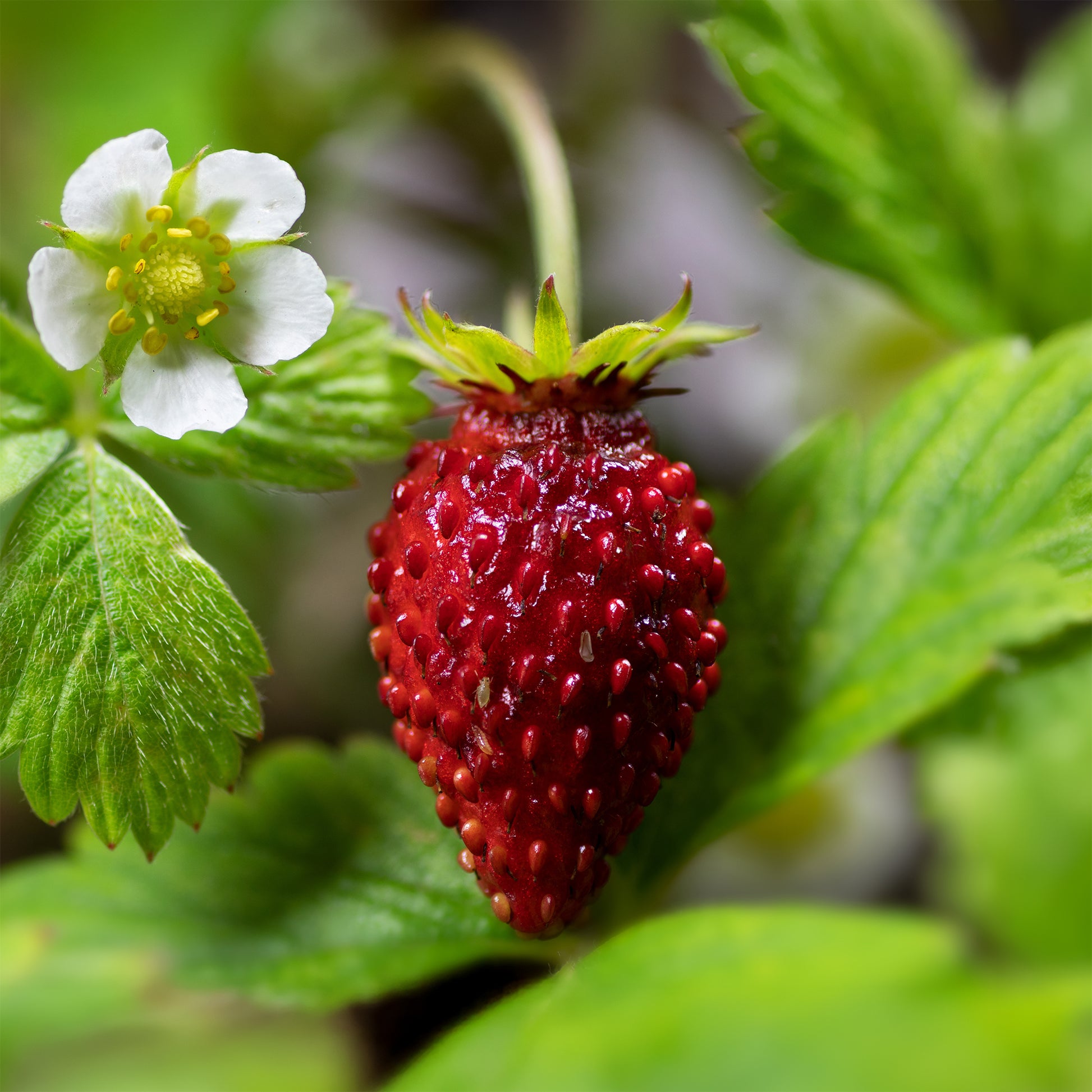 Monatserdbeere ‘Reine des Vallées’ - Fragaria vesca reine des vallées - Bakker