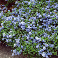 Ceanothus thyrsiflorus repens - Kriechender Säckelblumenstrauch - Ceanothus - Kalifornischer Flieder