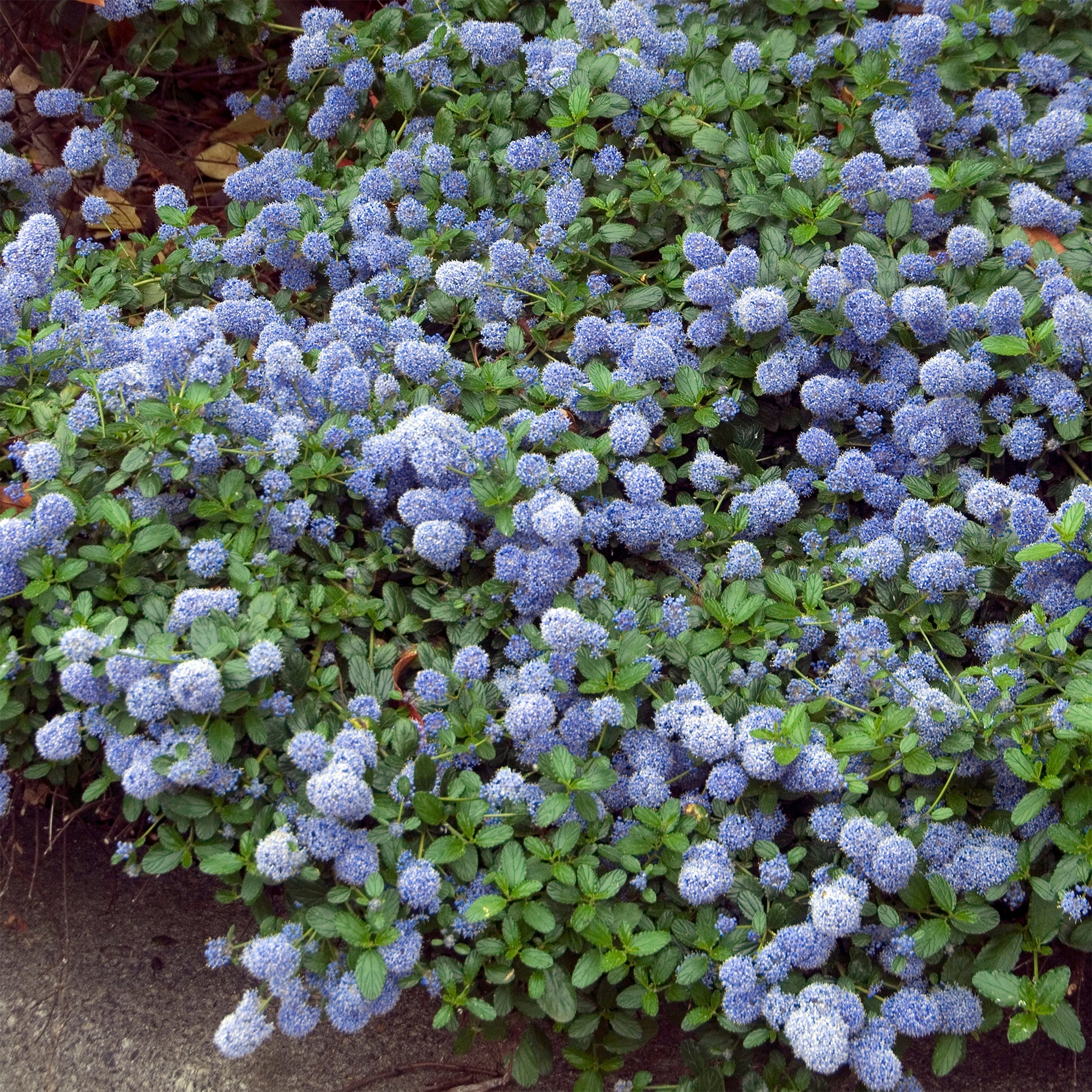 Ceanothus thyrsiflorus repens - Kriechender Säckelblumenstrauch - Ceanothus - Kalifornischer Flieder