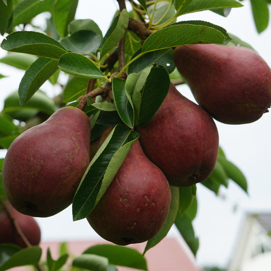 Birne ‘Williams Rot’ - Bakker