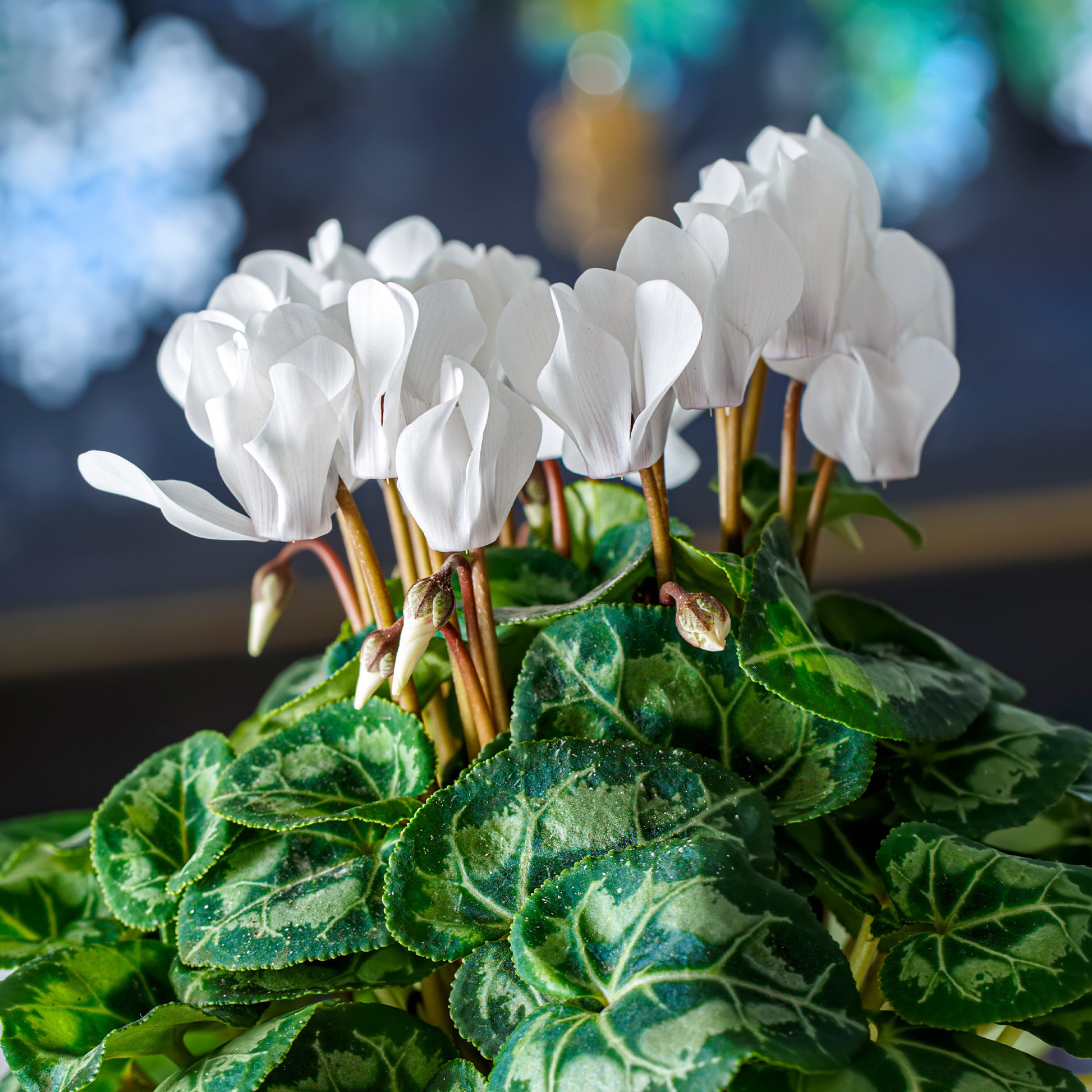 Balkonblumen - Alpenveilchen weiß (x3) - Cyclamen super série