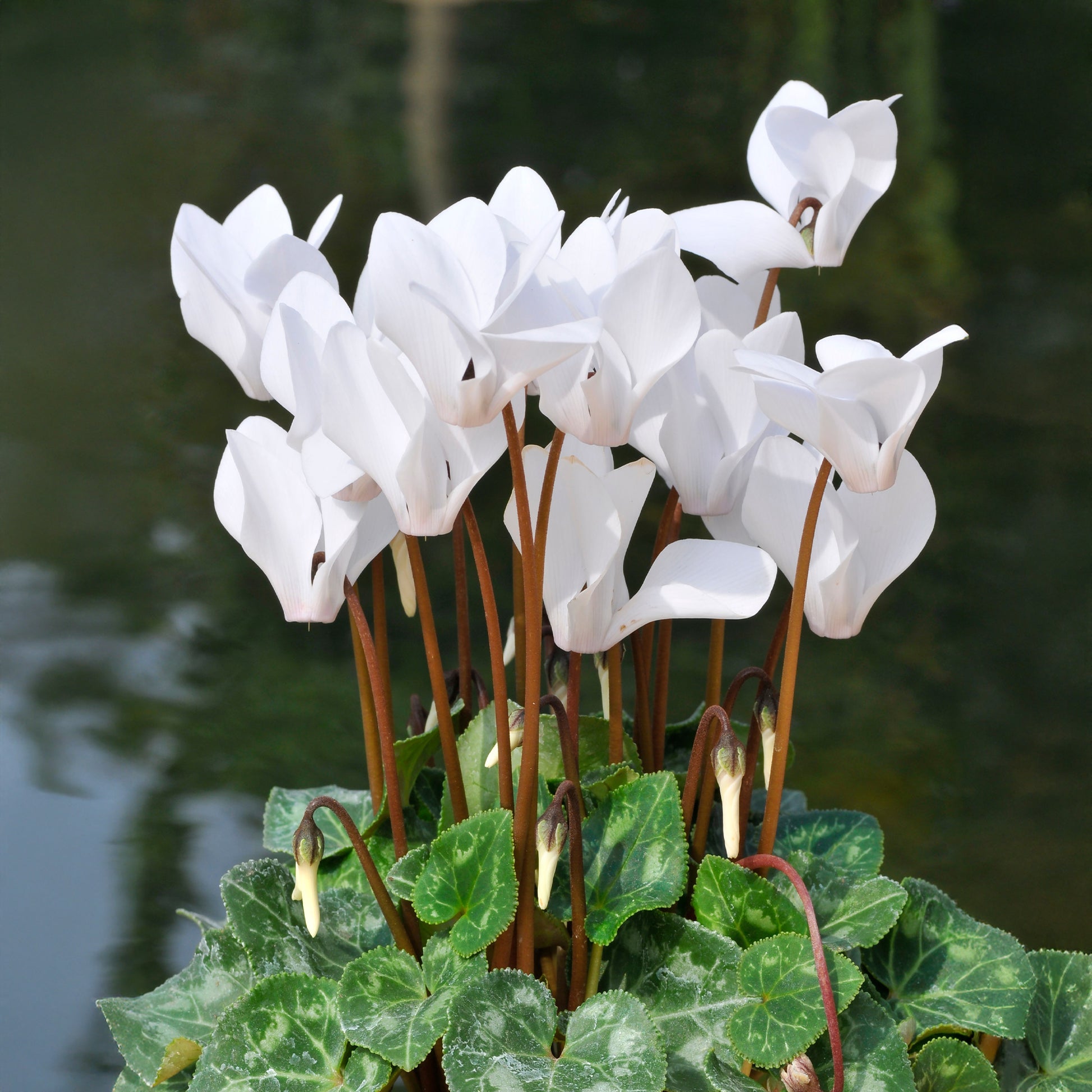 Cyclamen super série - Alpenveilchen weiß (x3) - Balkonblumen