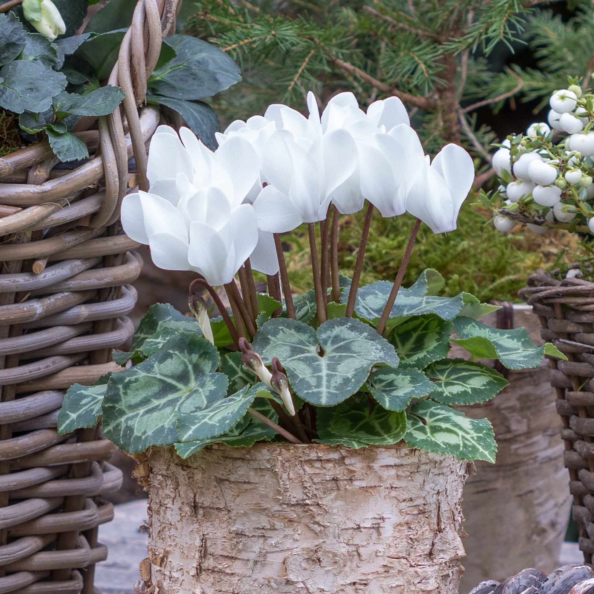 Alpenveilchen weiß (x3) - Cyclamen super série - Bakker
