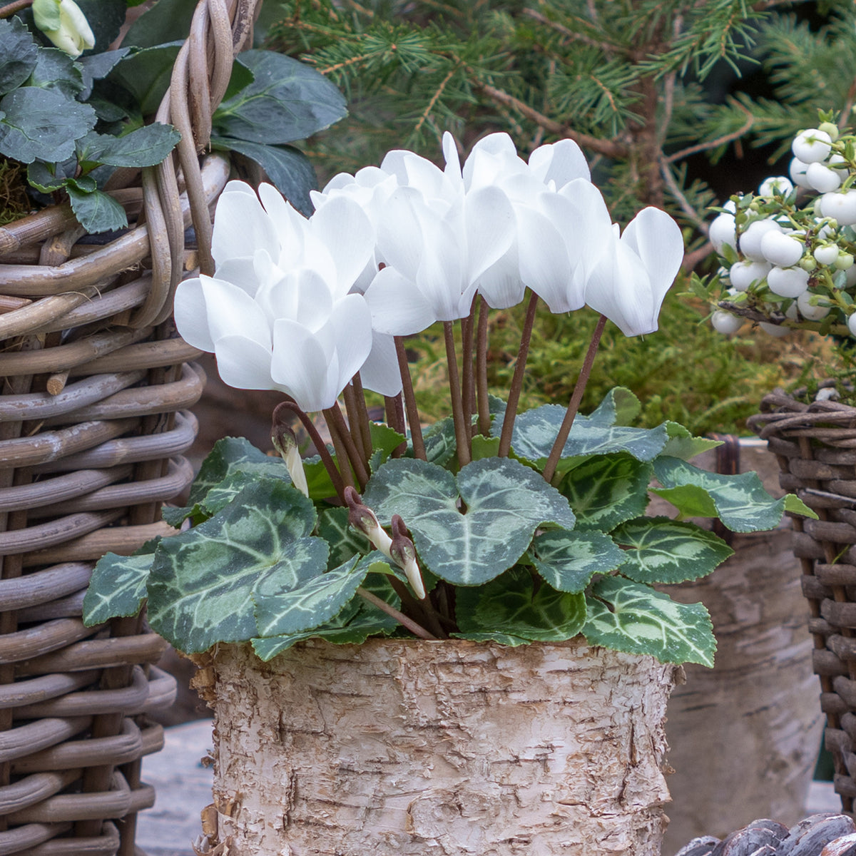 Alpenveilchen weiß (x3) - Cyclamen super série - Bakker