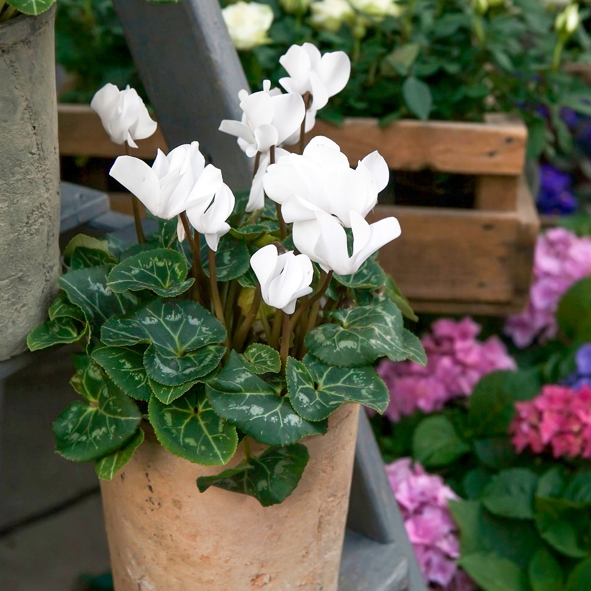 Verkauf Alpenveilchen weiß (x3) - Cyclamen super série