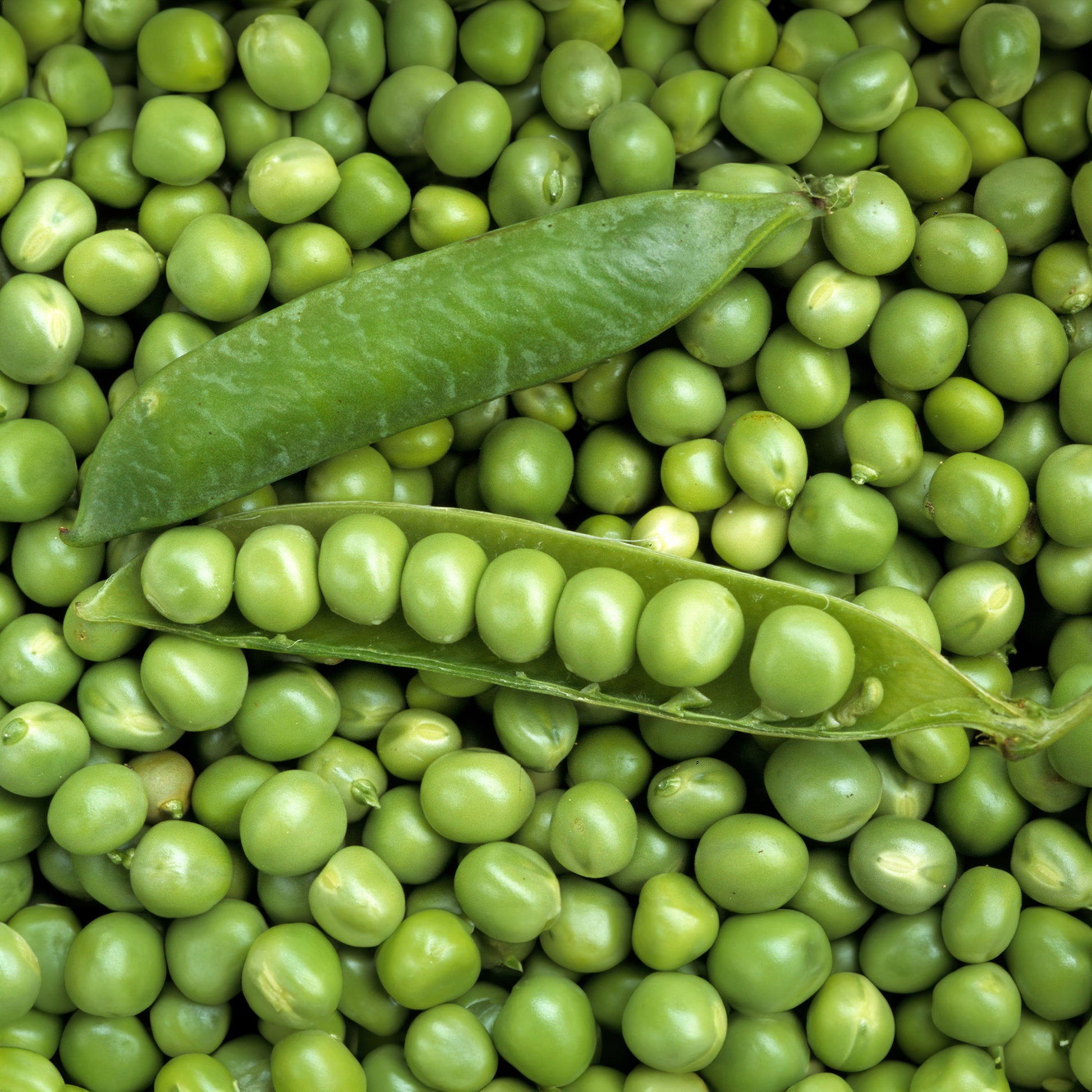 Markerbse ‘Petit Provençal’ - Bakker