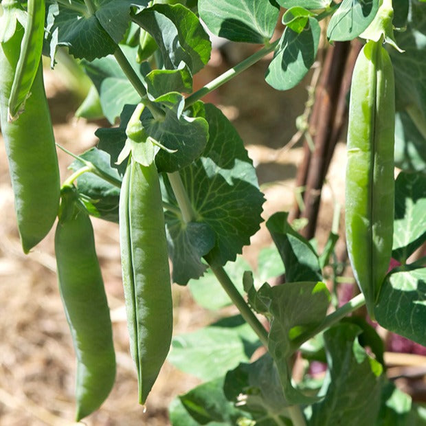Pisum sativum petit provençal - Markerbse ‘Petit Provençal’ - Samen für Hülsenfrüchte
