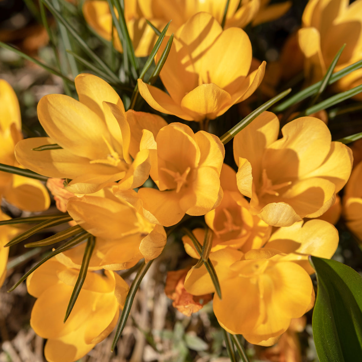 Krokusse Gelbe Riesen (x15) - Crocus vernus yellow Mammoth - Bakker