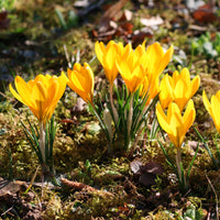 Verkauf Krokusse Gelbe Riesen (x15) - Crocus vernus yellow Mammoth
