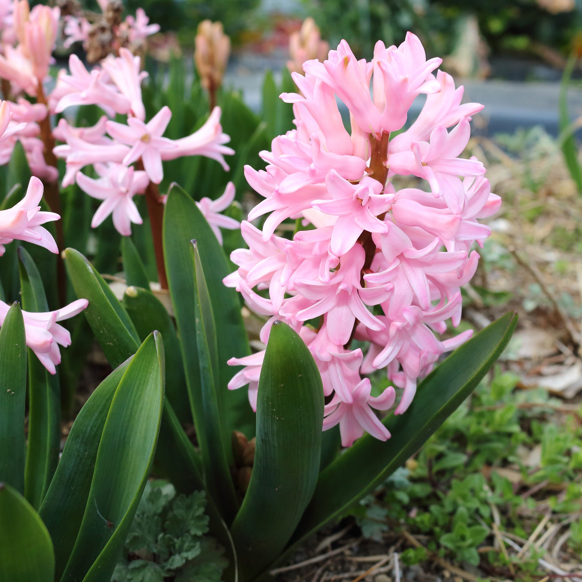 Hyazinthen rosa (x3) - Hyacinthus orientalis - Bakker