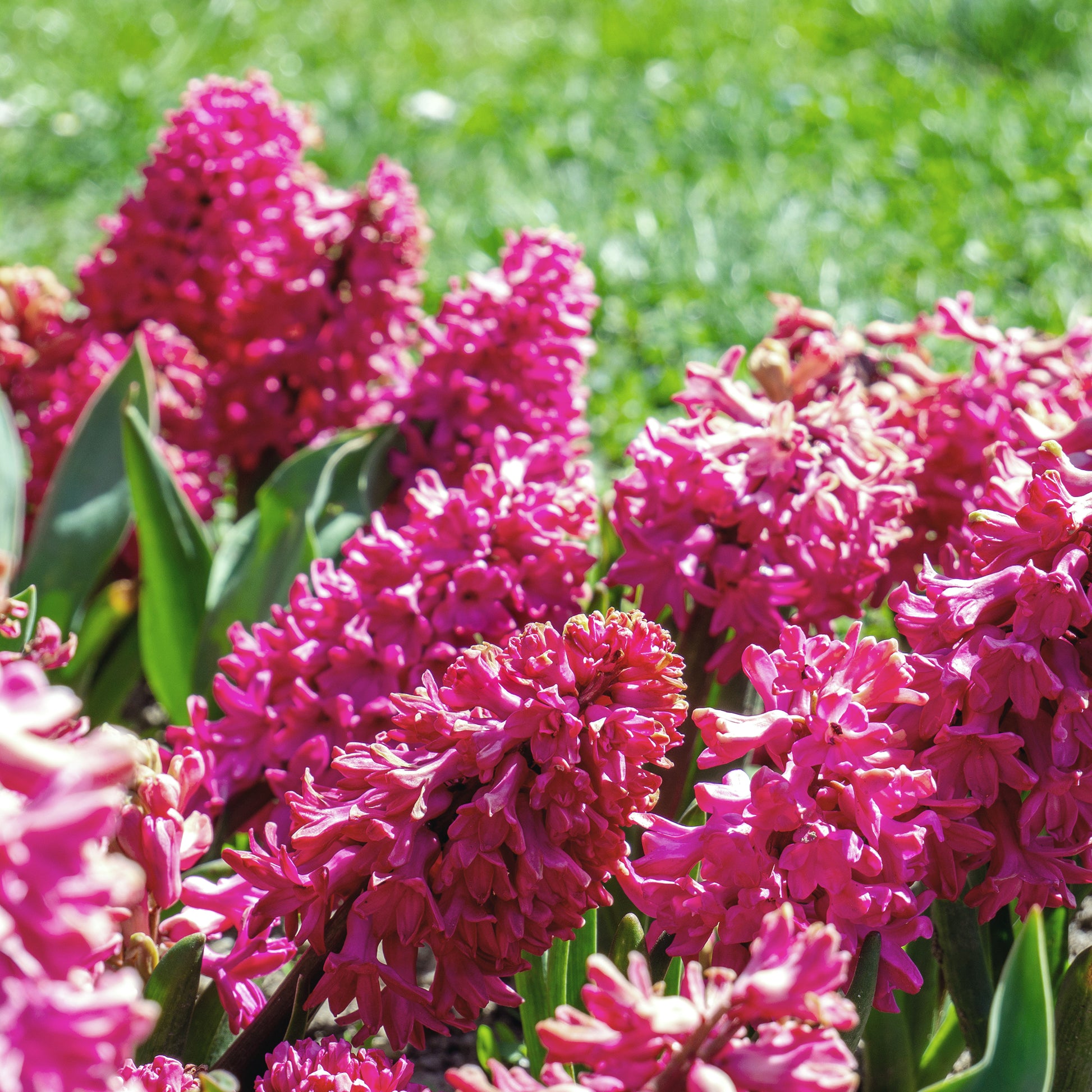 Rote Hyazinthen (x3) - Hyacinthus orientalis - Bakker