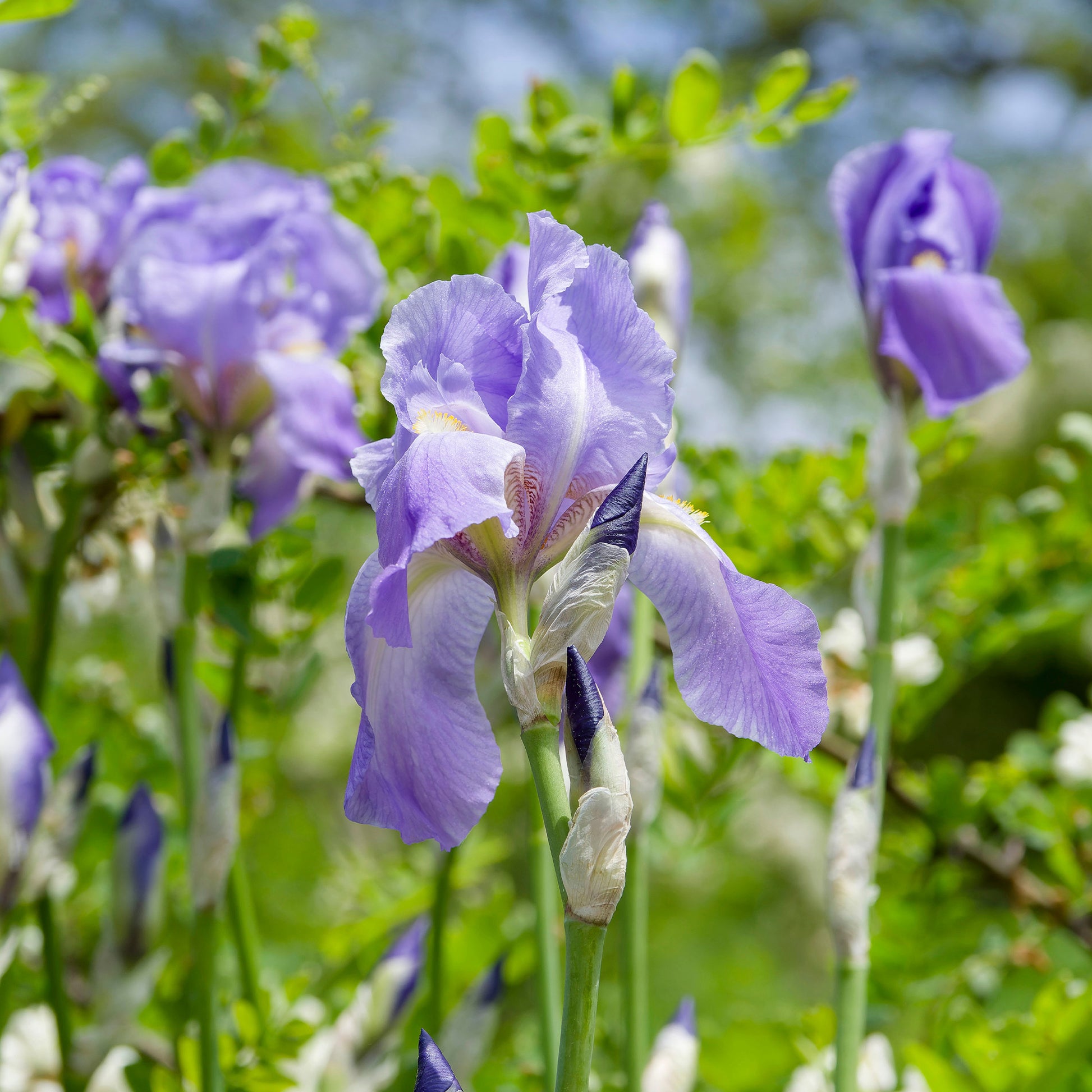 Bart-Iris Kollektion ‘Autumn Encore’ & ‘Lovely Again’ (x6) - Iris germanica autumn encore, lovely again - Bakker