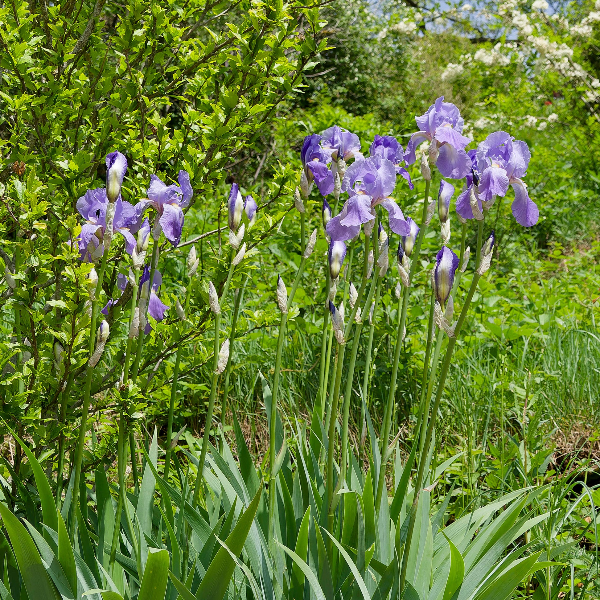 Deutsche Schwertlilie Lovely again (x3) - Iris germanica lovely again - Bakker