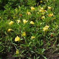 Nachtkerzen (x2) - Oenothera macrocarpa (missouriensis) - Bakker