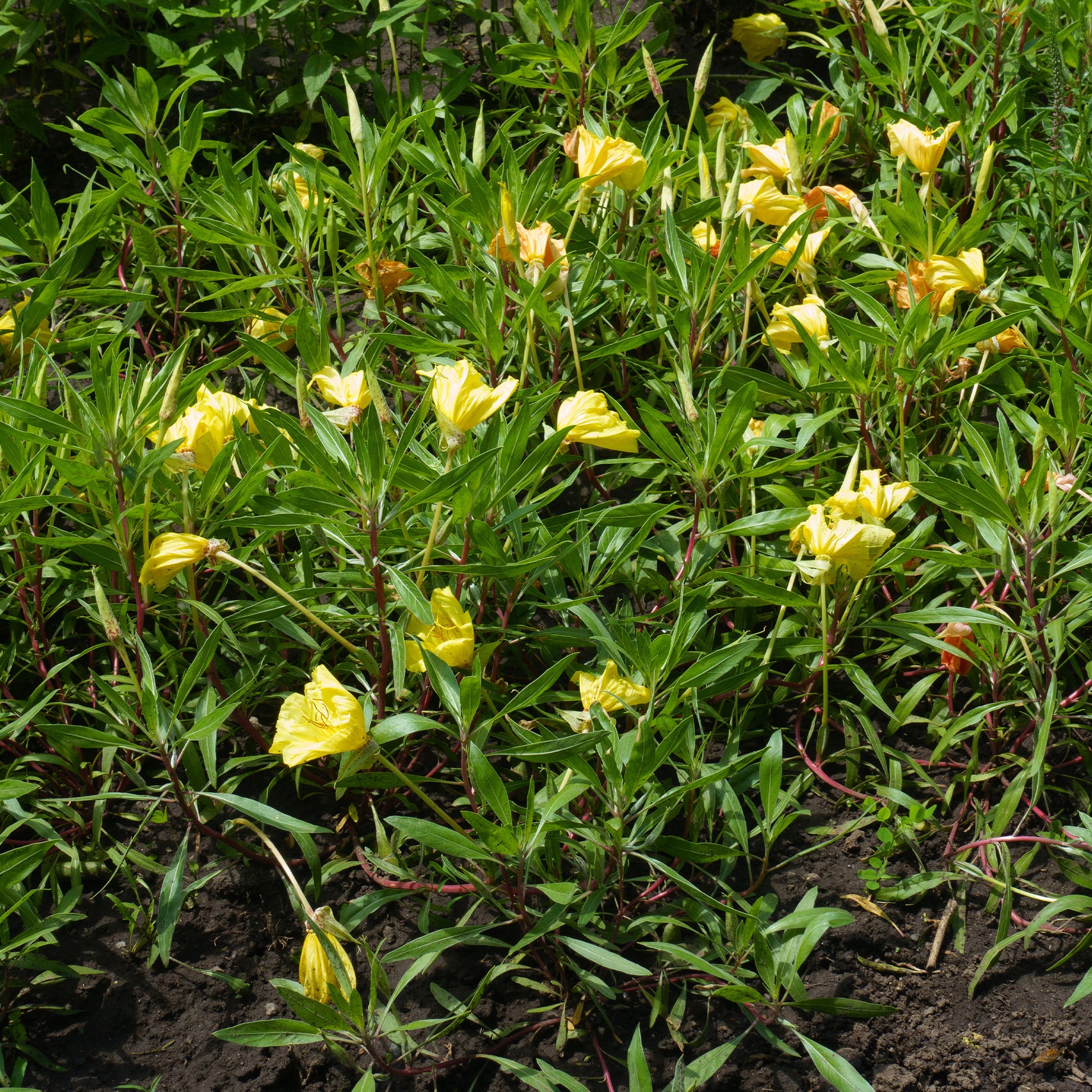 Nachtkerzen (x2) - Oenothera macrocarpa (missouriensis) - Bakker