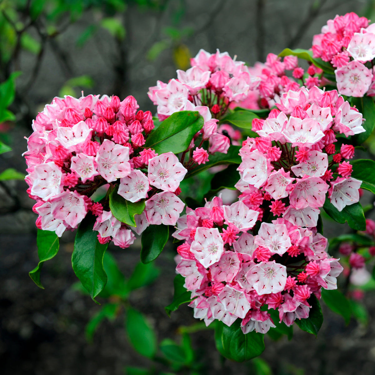 Immergrüne Pflanzen - Berg-Lorbeer - Kalmia latifolia