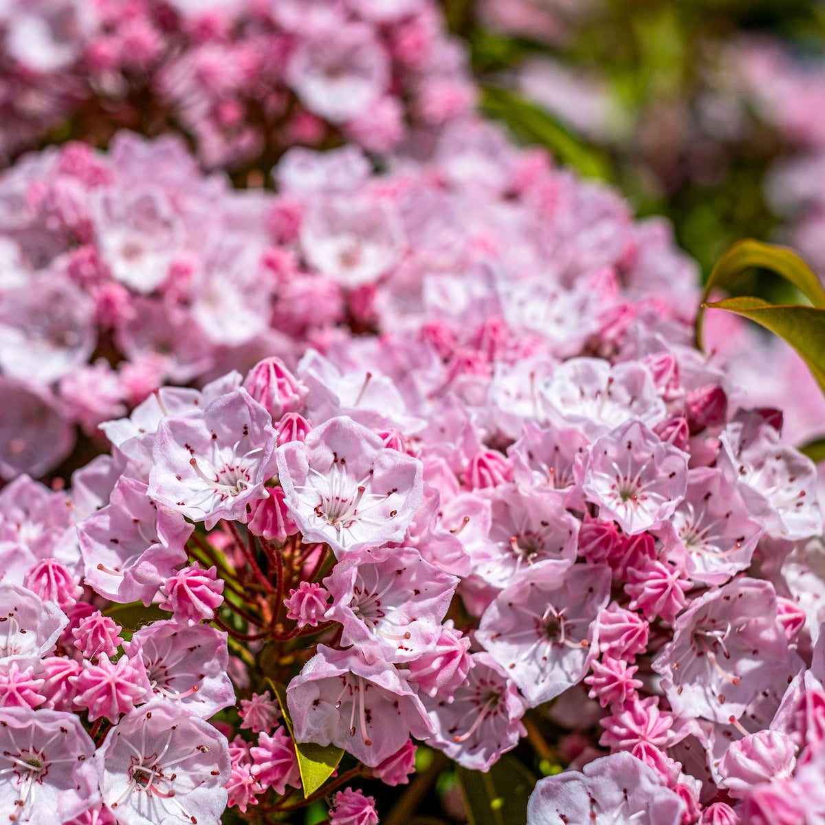 Berg-Lorbeer - Kalmia latifolia - Bakker
