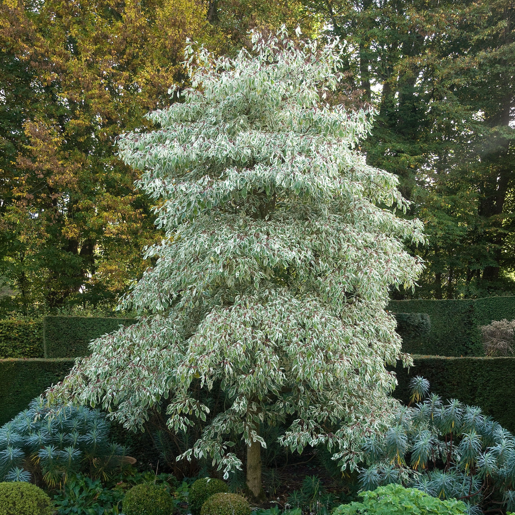 Sträucher - Hoher Weißbunter Pagodenhartriegel - Cornus controversa variegata