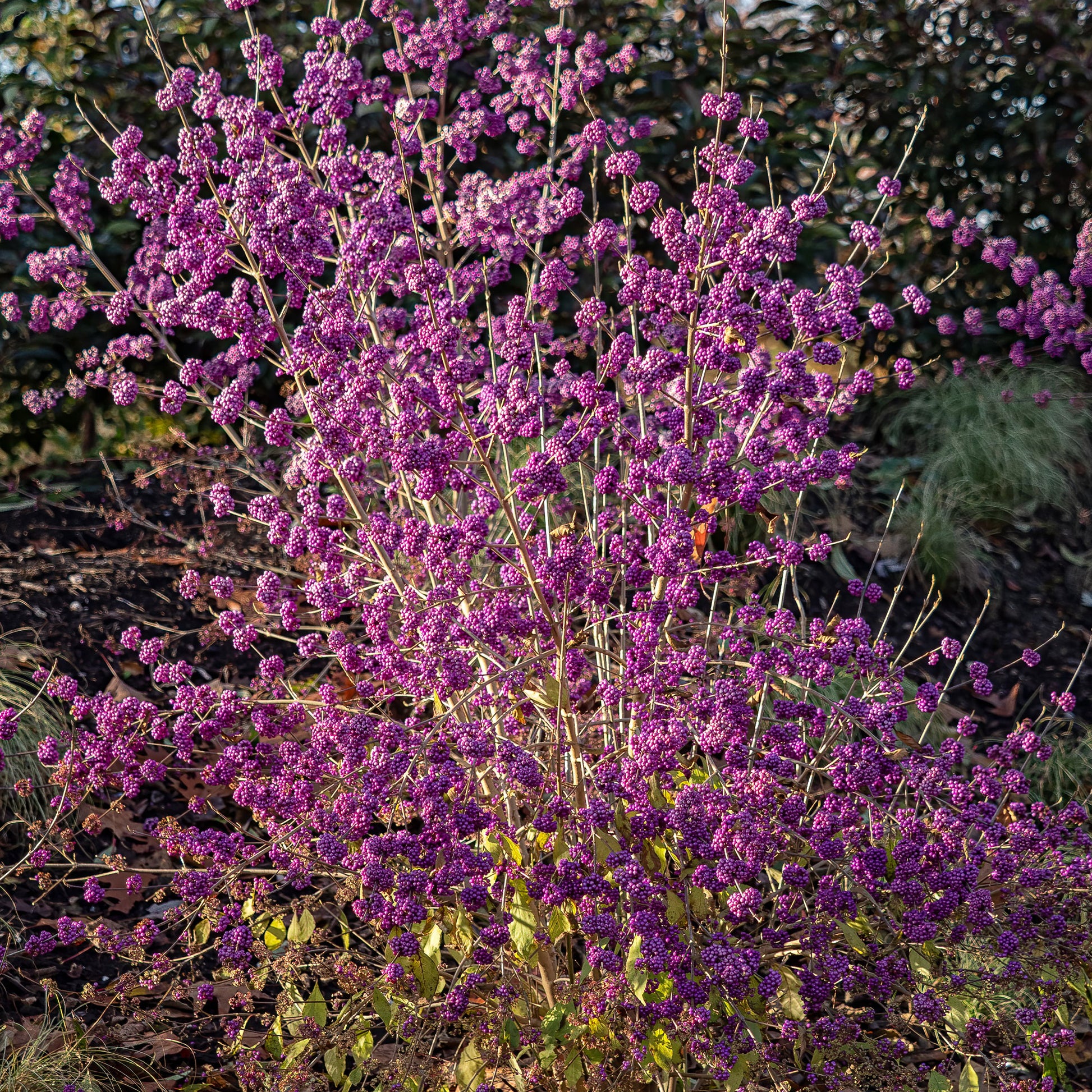 Liebesperlenstrauch Profusion - Callicarpa bodinieri Profusion - Bakker