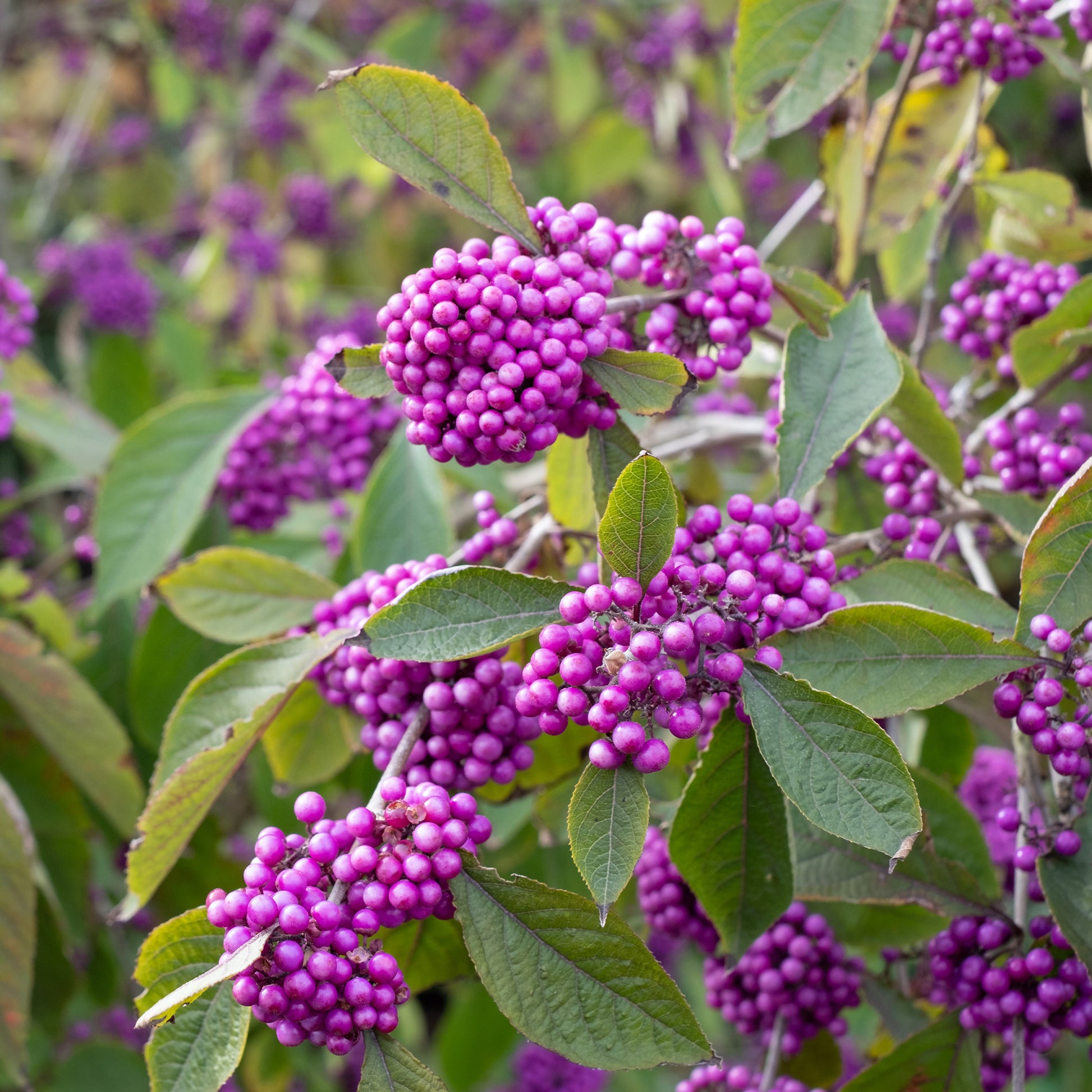 Sträucher - Liebesperlenstrauch Profusion - Callicarpa bodinieri Profusion