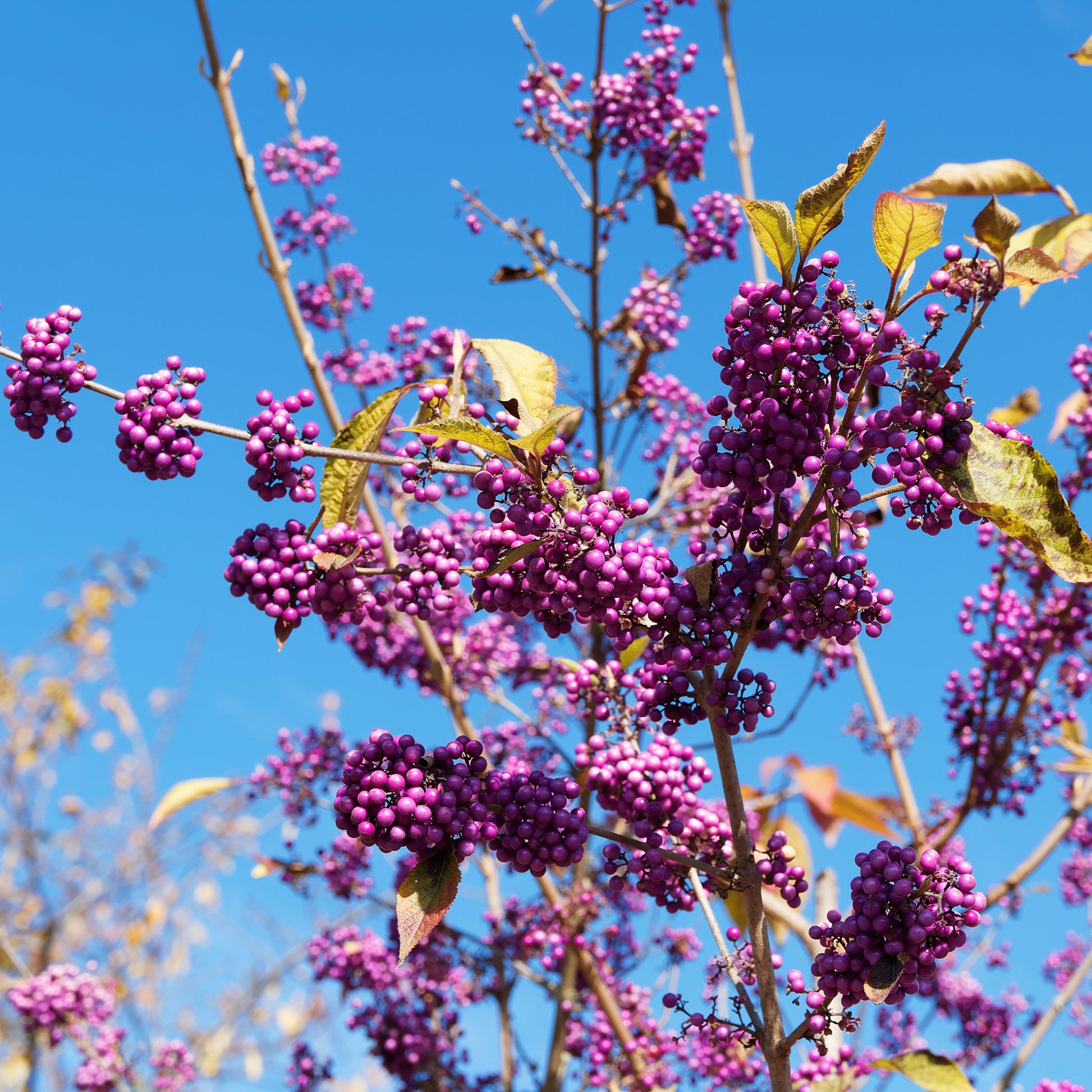 Callicarpa bodinieri Profusion - Liebesperlenstrauch Profusion - Sträucher