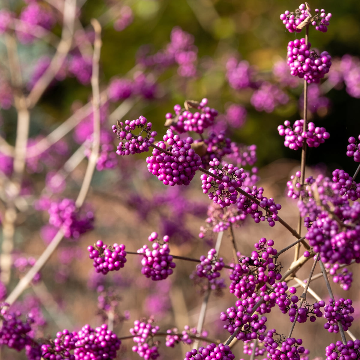 Liebesperlenstrauch Profusion