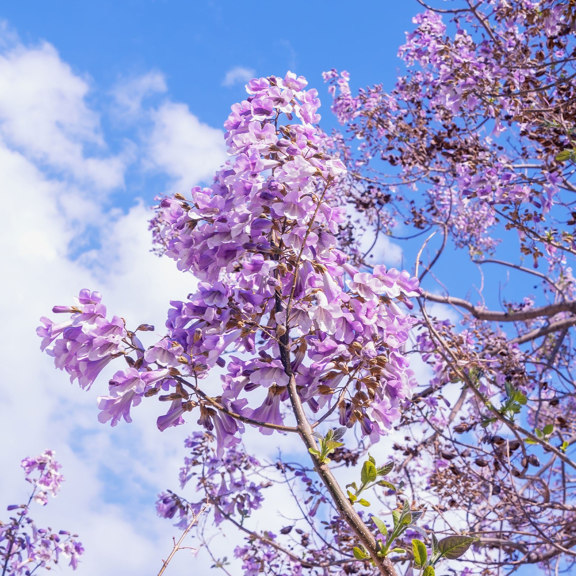 Verkauf Blauglockenbaum - Paulownia tomentosa