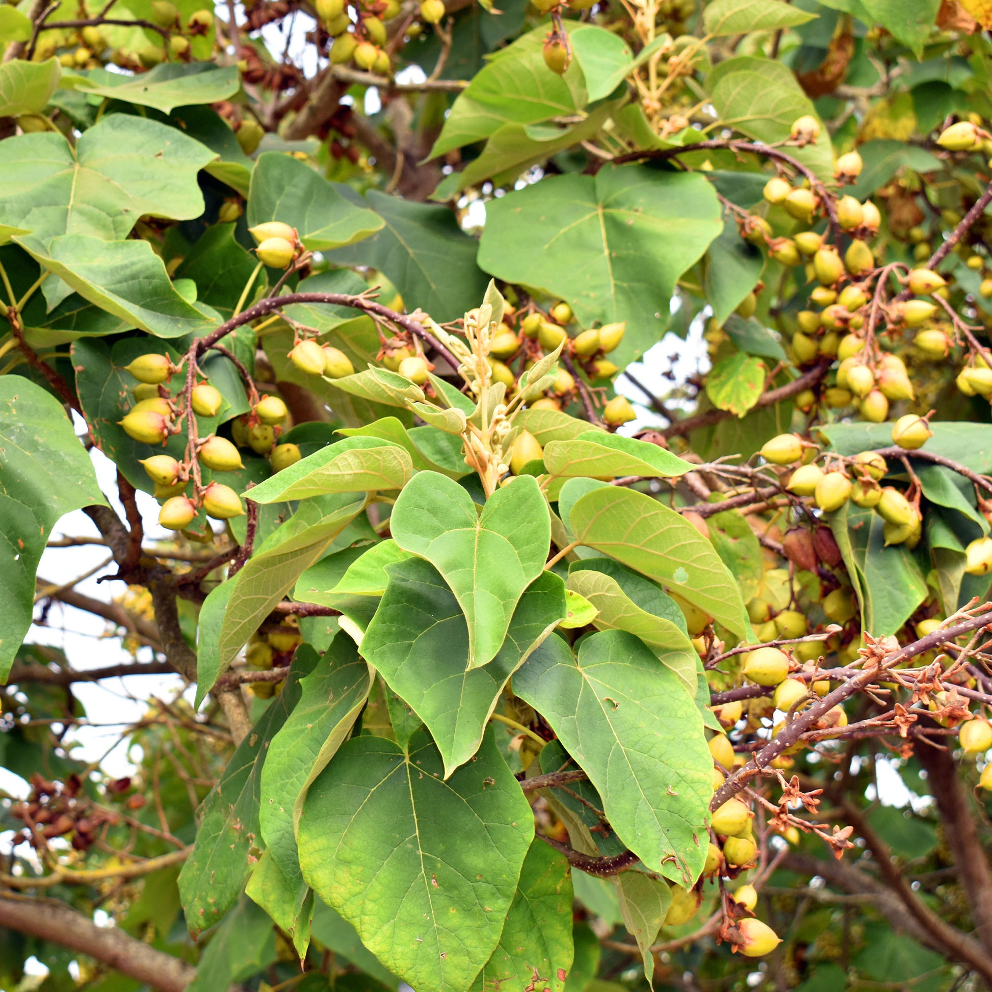 Verkauf Blauglockenbaum