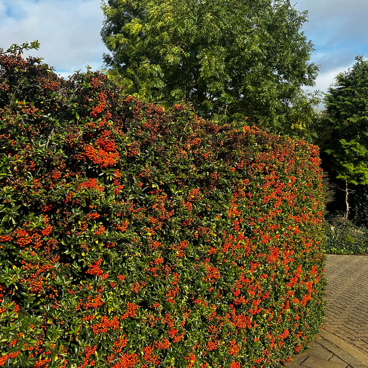 Feuerdorn ‘Saphyr Rouge’ (x3) - Pyracantha coccinea Saphyr Rouge - Bakker