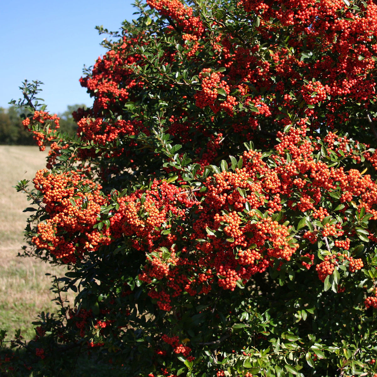 Immergrüne Pflanzen - Feuerdorn ‘Saphyr Rouge’ (x3) - Pyracantha coccinea Saphyr Rouge