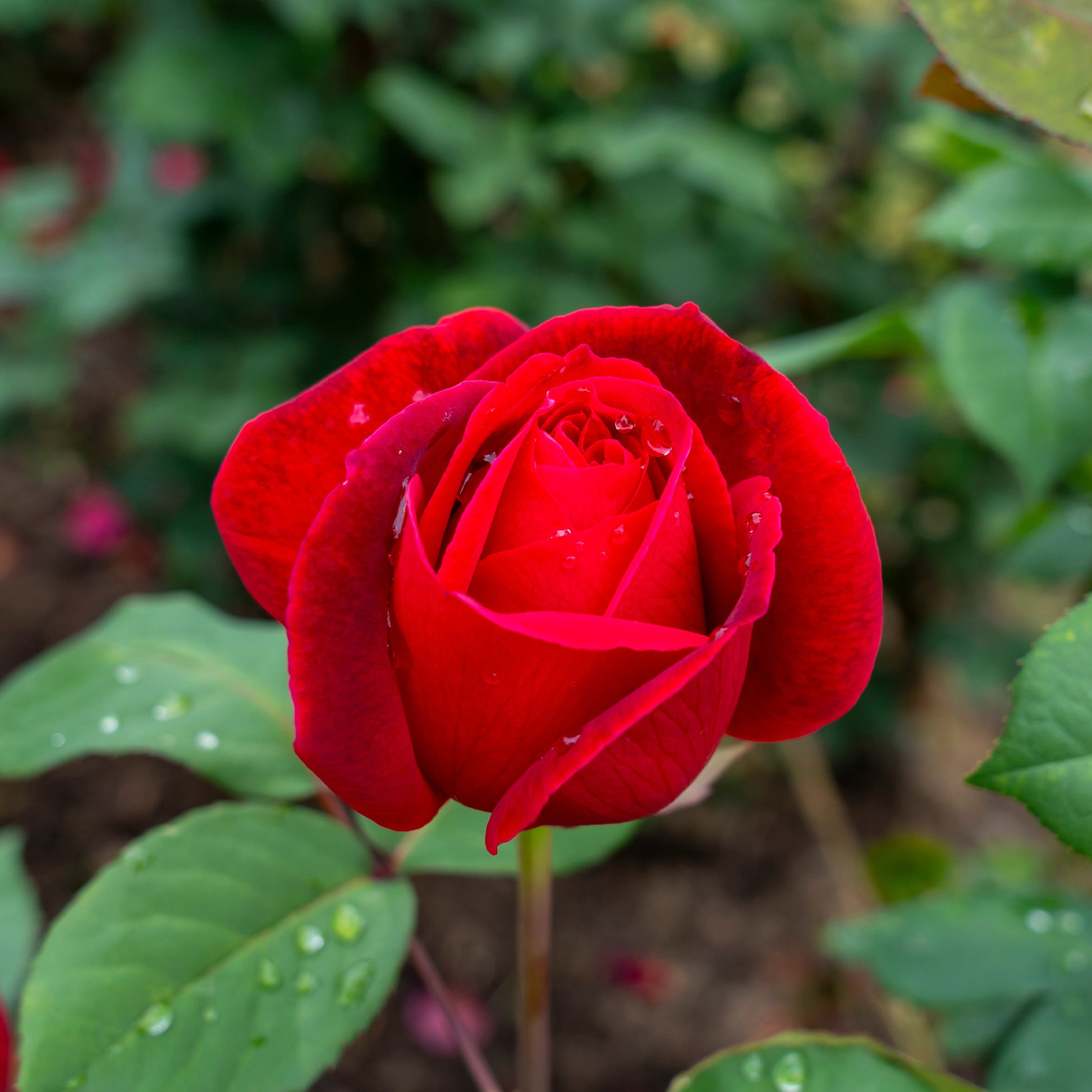 Strauchrose Mr. Lincoln - Rosa mr lincoln - Bakker