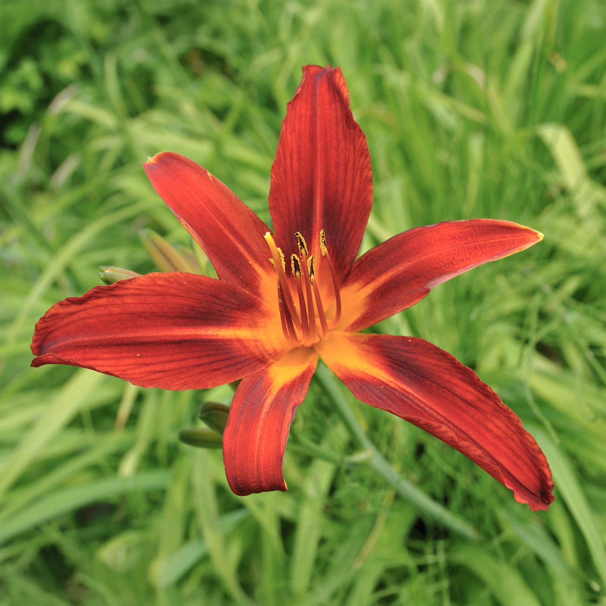 Hemerocallis - Taglilie - Taglilien ‘Crimson Pirate’ (x3) - Hemerocallis Crimson Pirate
