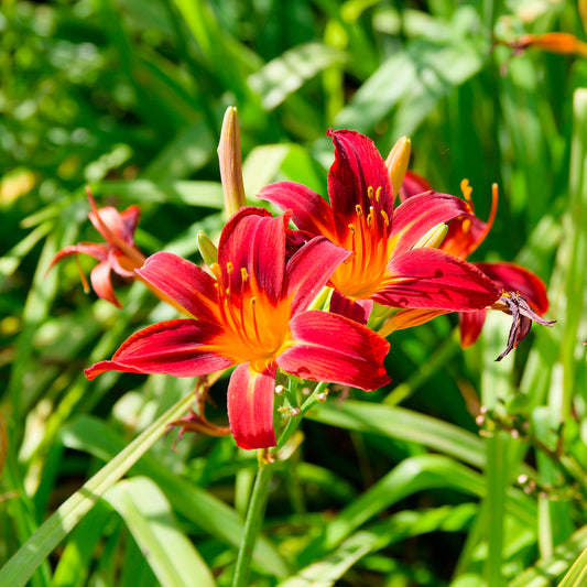 Taglilien ‘Crimson Pirate’ (x3) - Bakker