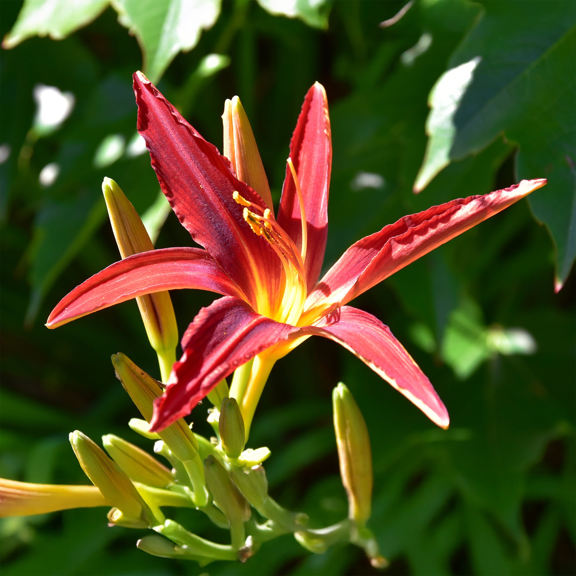 Taglilien ‘Crimson Pirate’ (x3) - Hemerocallis Crimson Pirate - Bakker