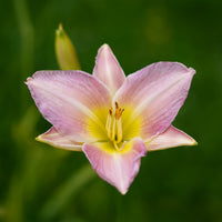 Taglilie ‘Catherine Woodbury’ - Hemerocallis Catherine Woodbury - Bakker