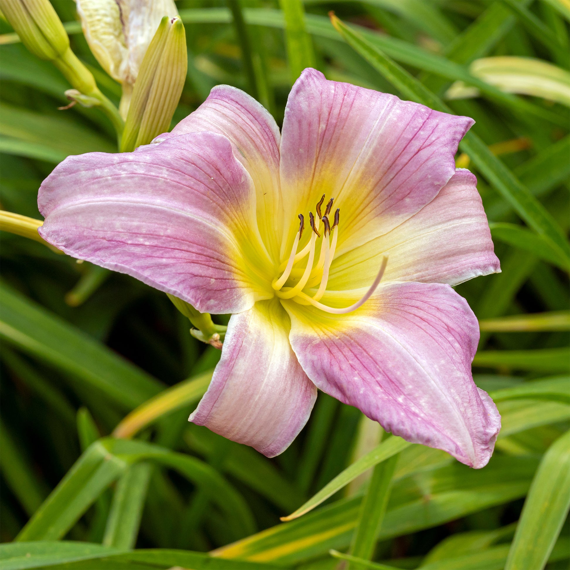Taglilie ‘Catherine Woodbury’ - Bakker