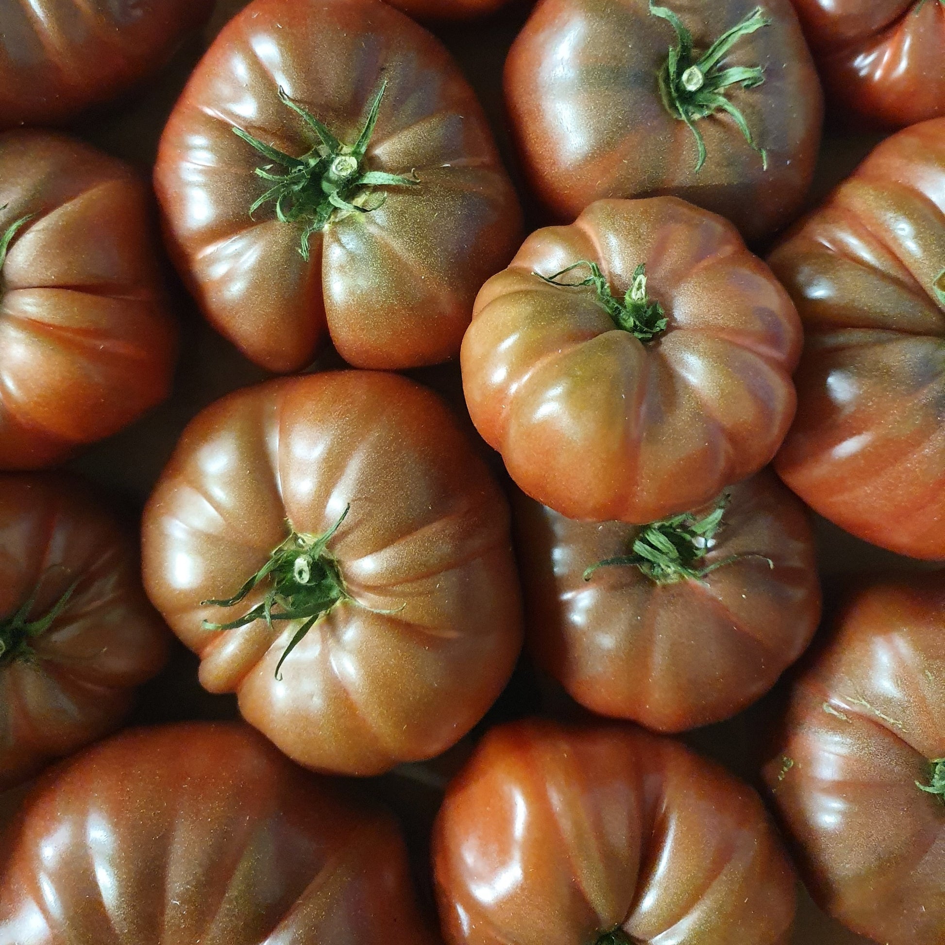 Tomate ‘Noire de Crimée’ - Solanum lycopersicum Noire de Crimée - Bakker