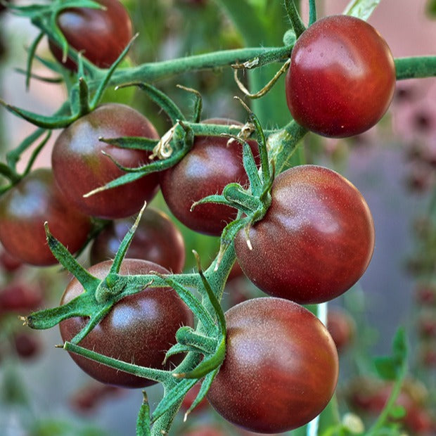 Solanum lycopersicum chocolate cherry - Cherrytomate ‘Chocolate Cherry’ - Samen für Tomaten