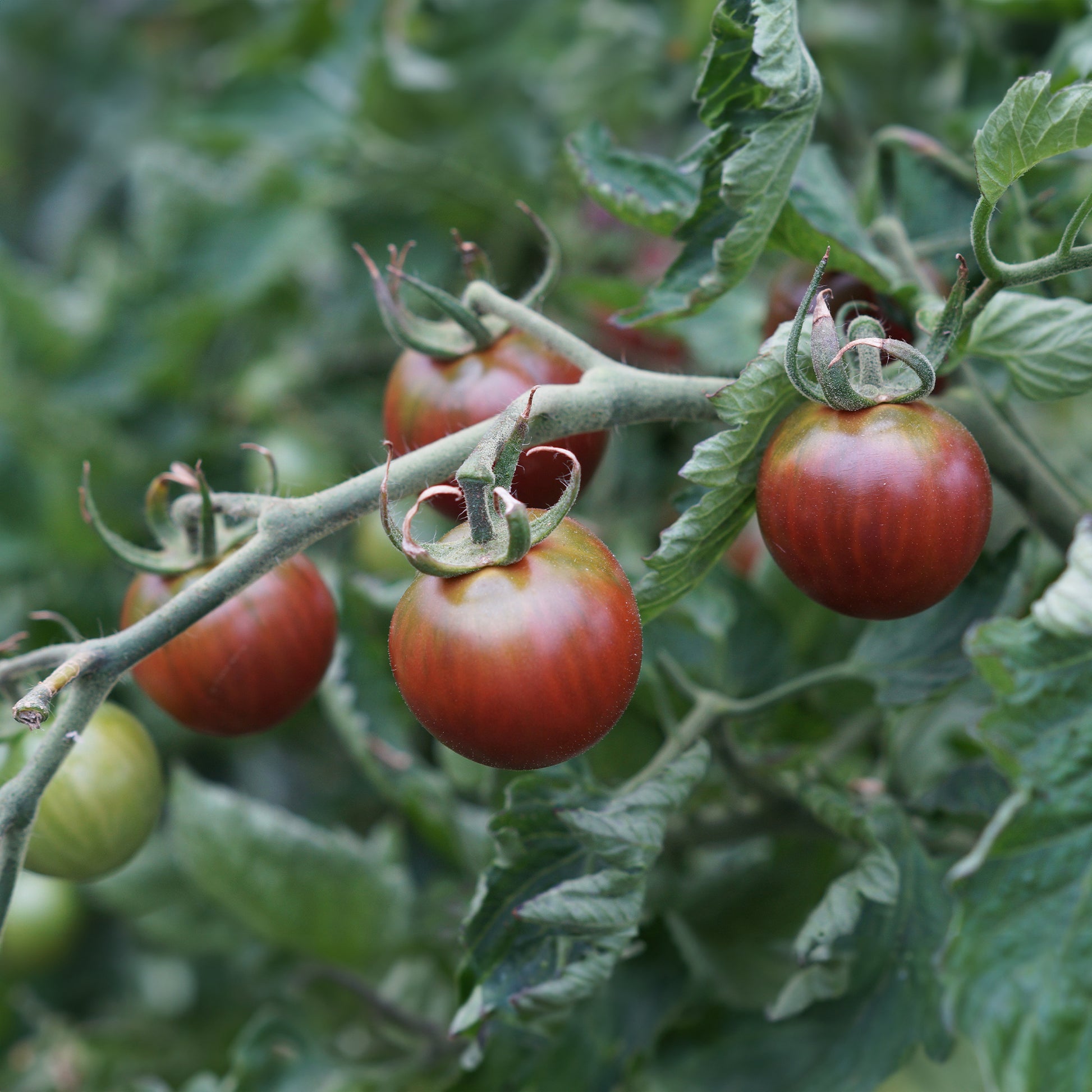 Cherrytomate ‘Chocolate Cherry’ - Bakker