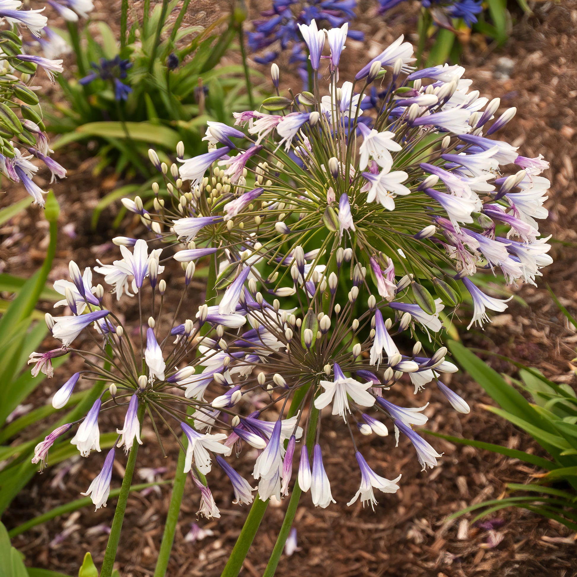 Agapanthus Twister - Schmucklilie Twister - Agapanthus
