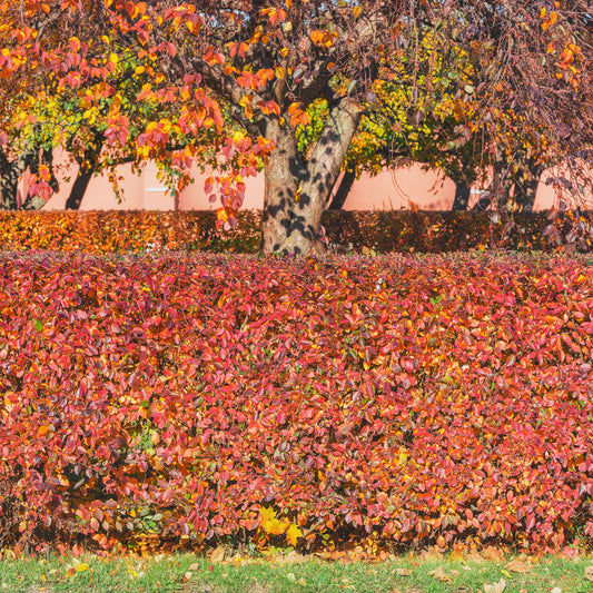 Sträucher - Hecken-Zwergmispel - Cotoneaster lucidus