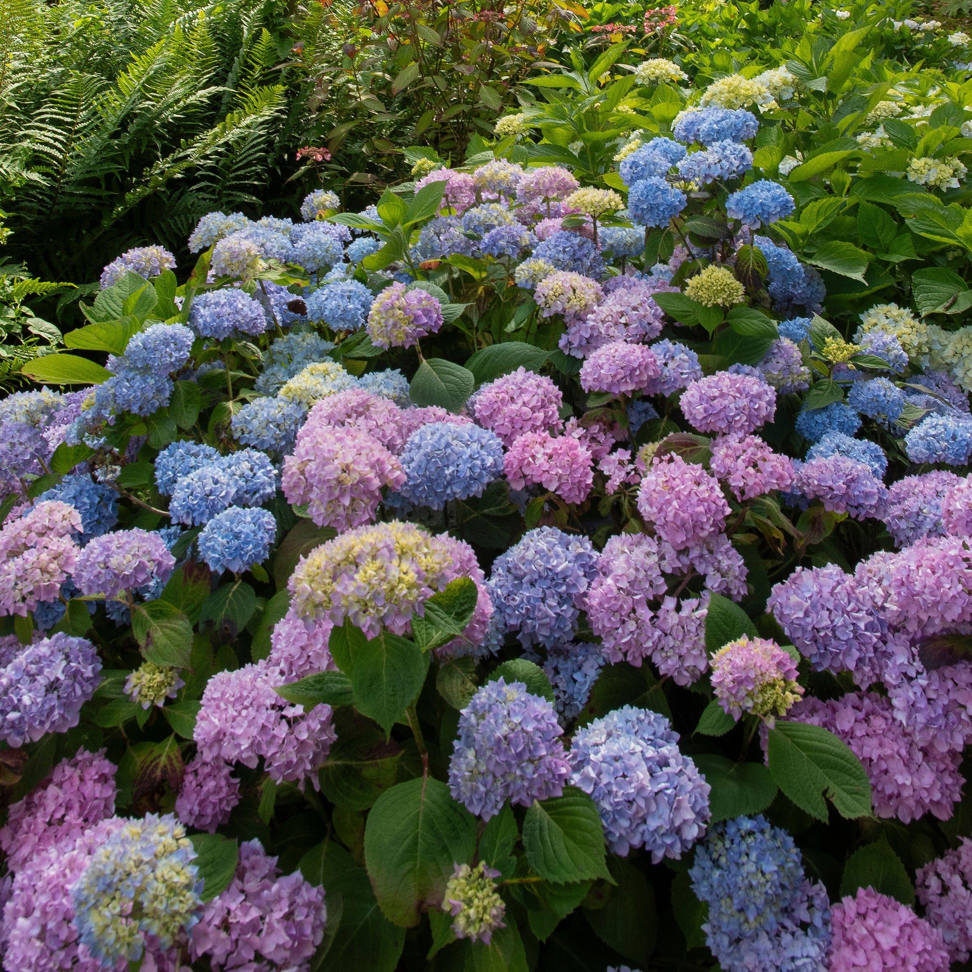 Dreifarbige Bauernhortensie - Hydrangea macrophylla - Bakker