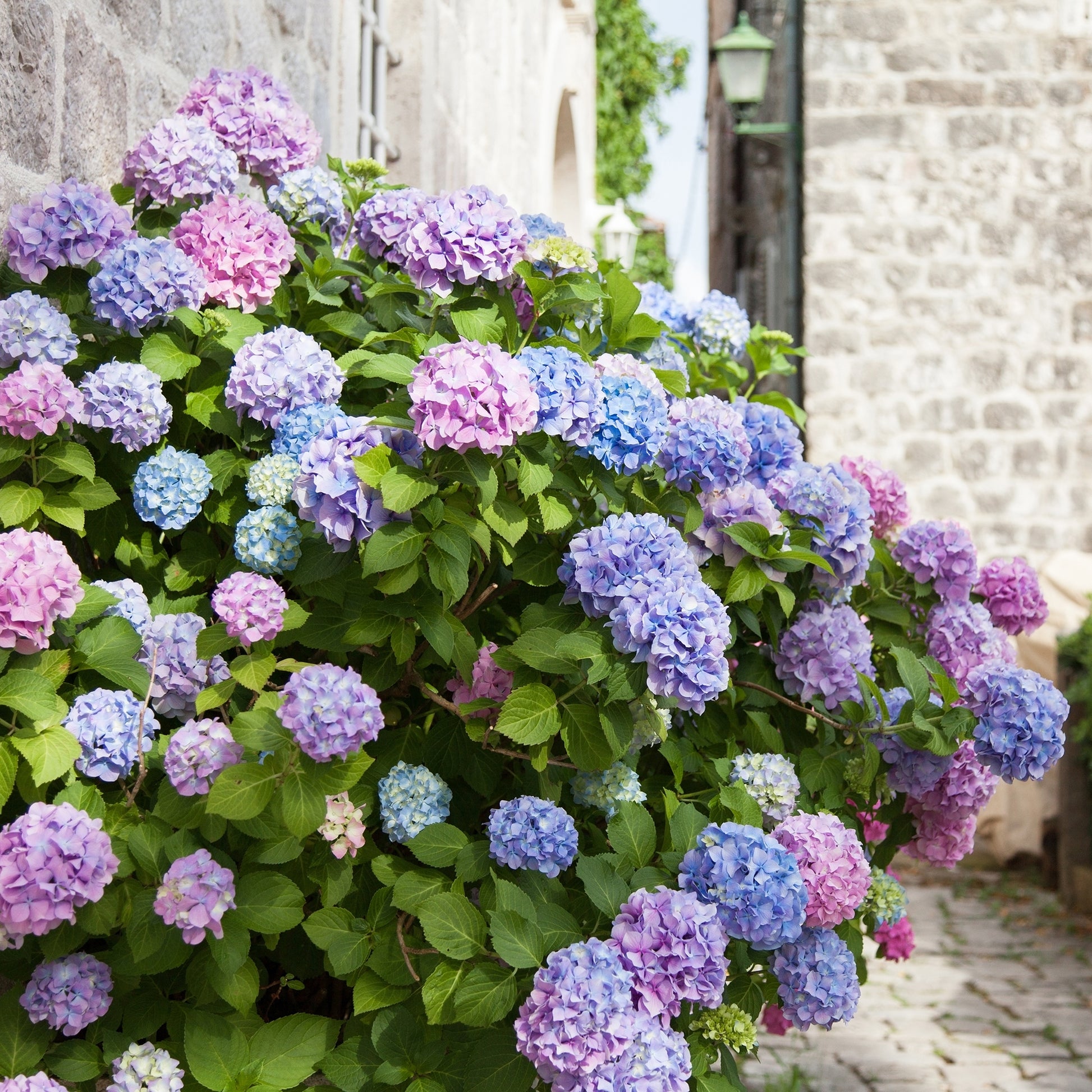 Hydrangea macrophylla - Dreifarbige Bauernhortensie - Großblättrige Hortensie
