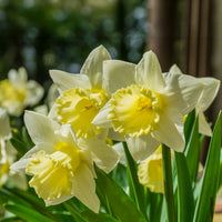 Narzissen-Zwiebeln - Narzisse 'Goblet' (x10) - Narcissus goblet
