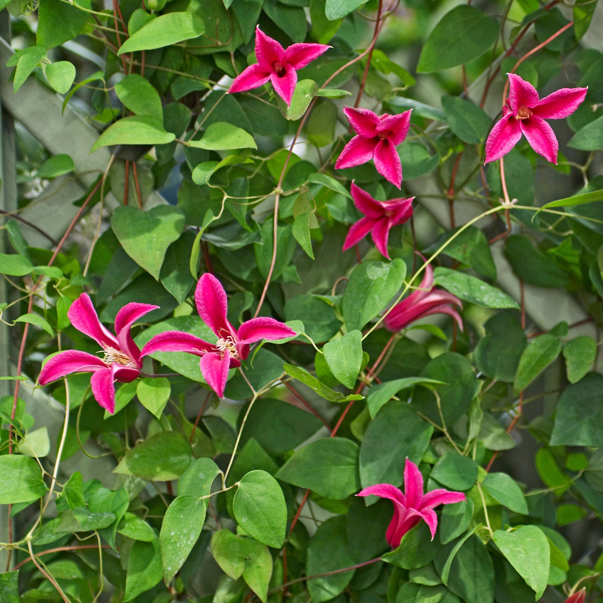 Clematis - Waldrebe Lady Diana ® - Clematis texensis Princess Diana ®