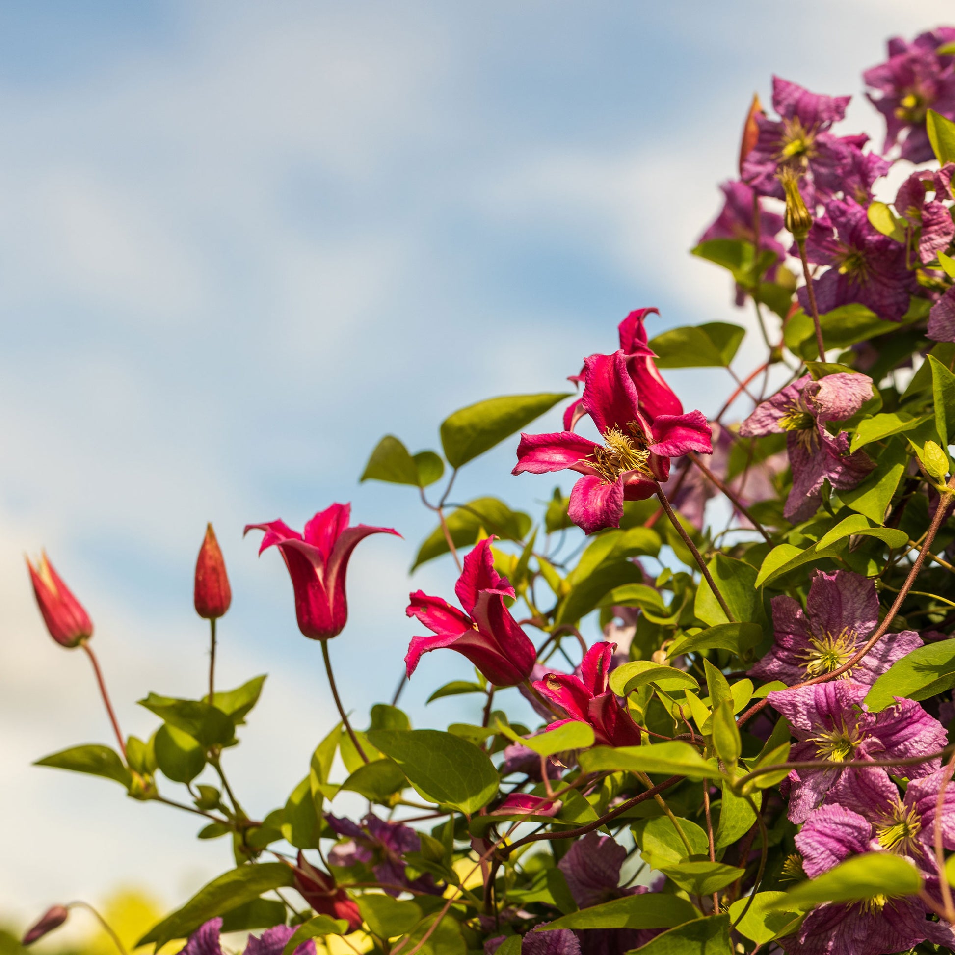 Waldrebe Lady Diana ® - Clematis texensis Princess Diana ® - Bakker