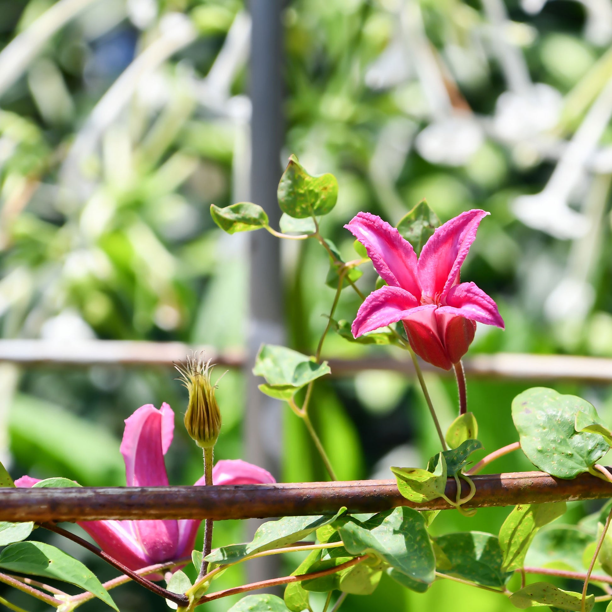 Clematis texensis Princess Diana ® - Waldrebe Lady Diana ® - Clematis